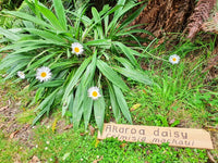 REMIX PLASTICS_AKAROA DAISY EARRINGS _ AKAROA DAISY EARRINGS _ Ebony Boutique NZ